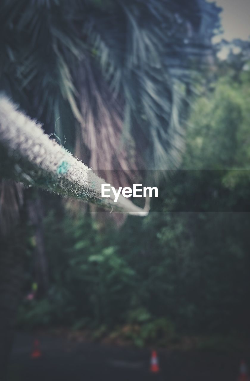 Close up of line between trees