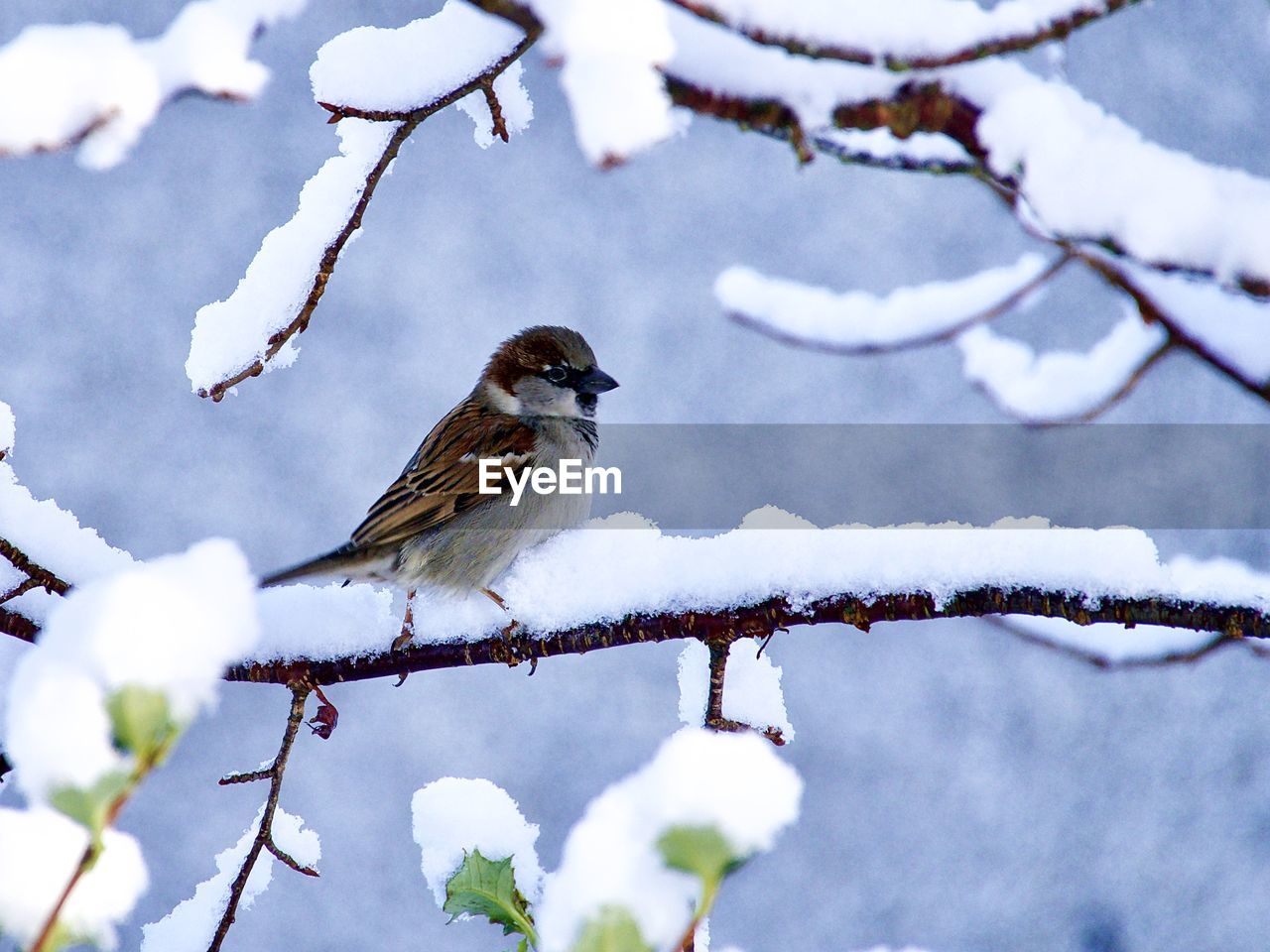 snow, winter, bird, animal, animal wildlife, animal themes, branch, wildlife, nature, cold temperature, perching, tree, one animal, plant, spring, sparrow, beauty in nature, no people, day, twig, outdoors, flower, focus on foreground, white, frozen