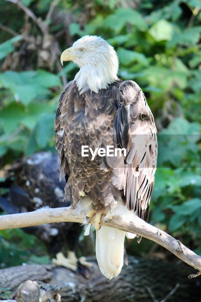 Close-up of eagle perching on branch