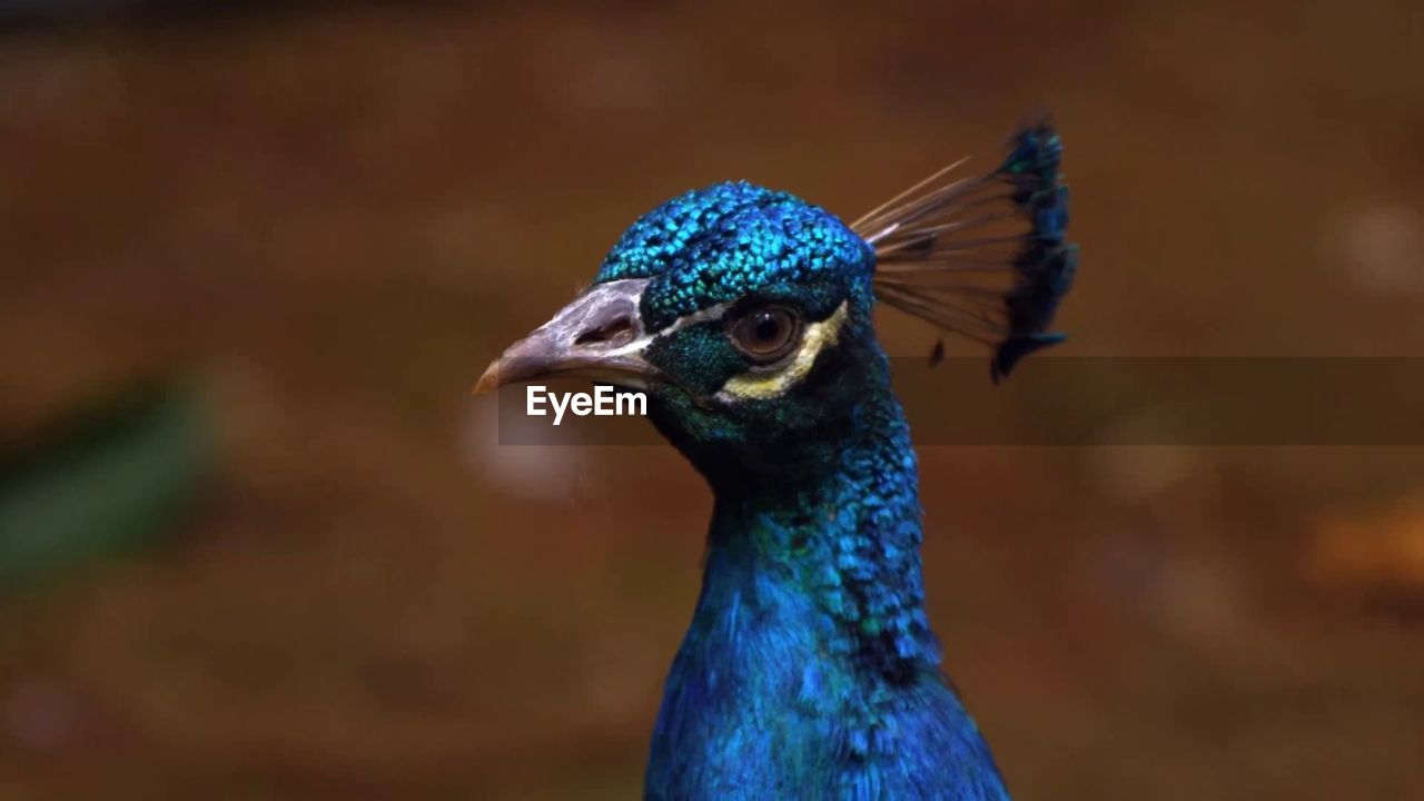 Blue peacock 