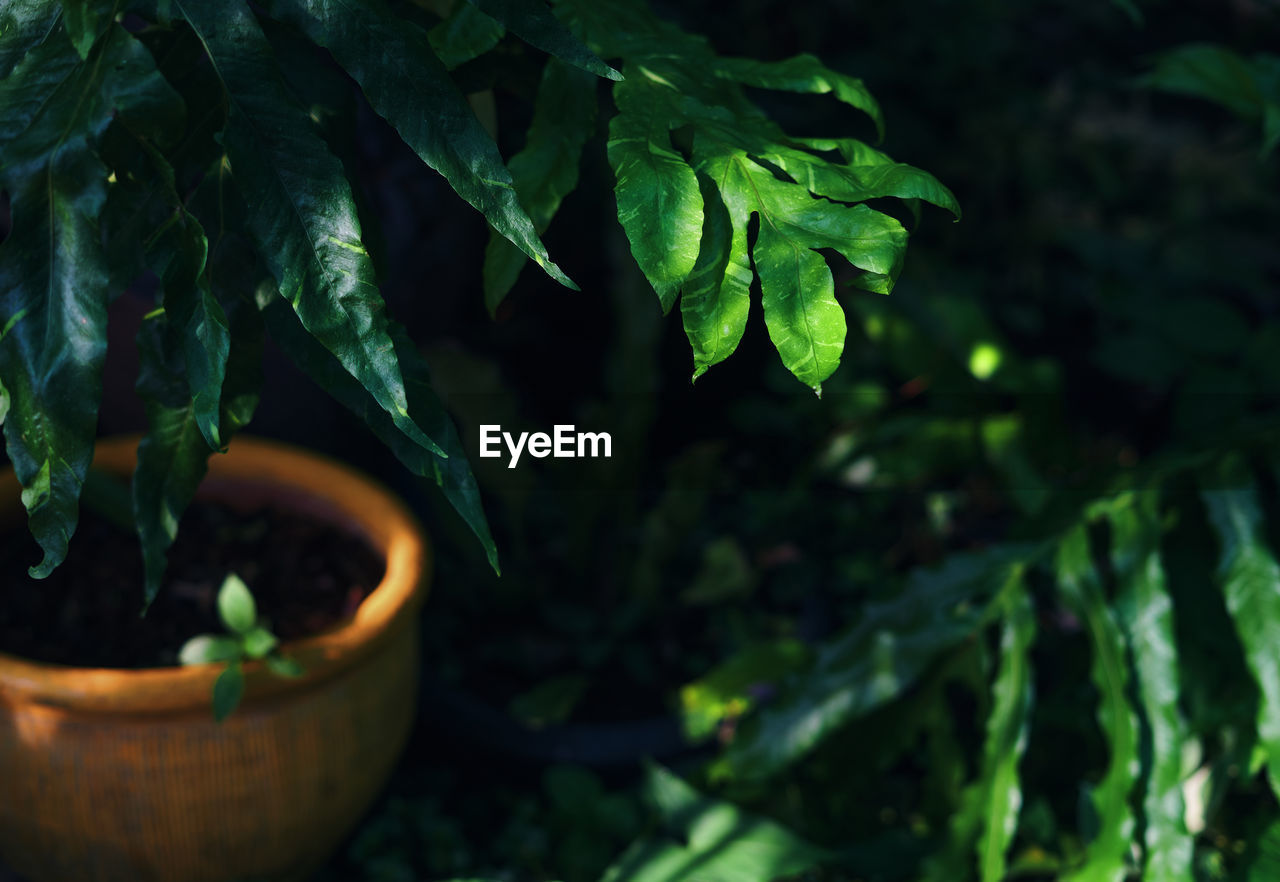 Close-up of potted plant