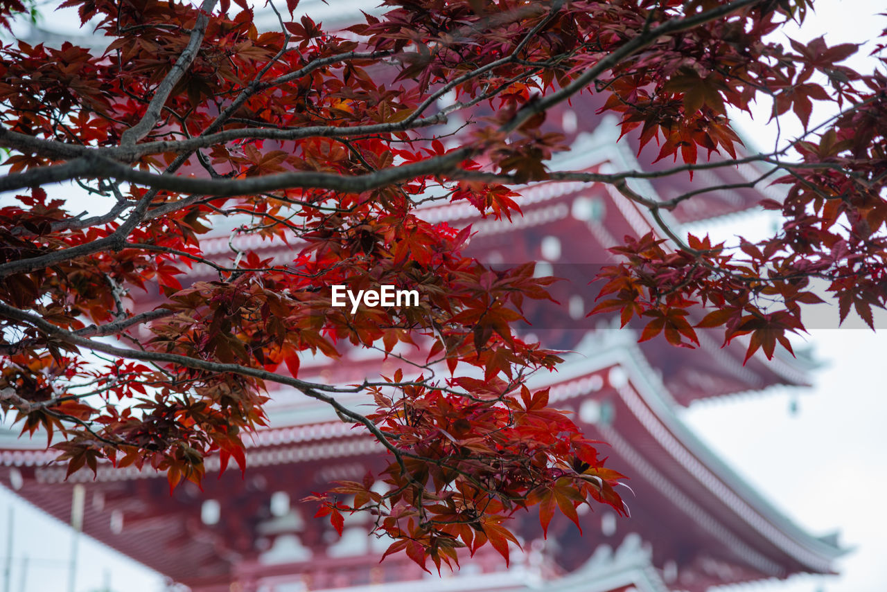 Red maple leaves with blur of sensoji temple pagoda in background.