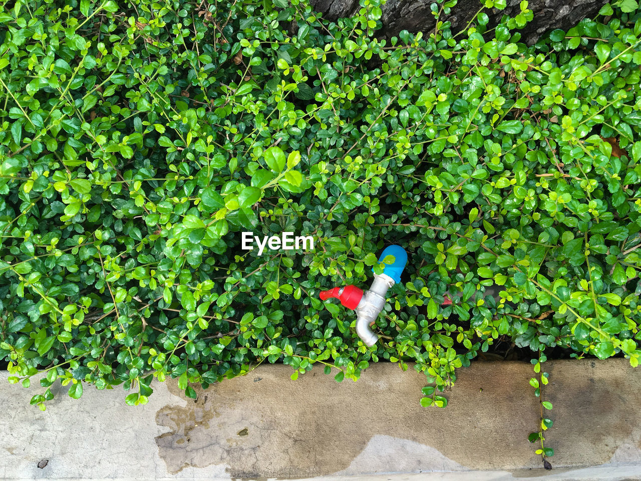 High angle view of old-fashioned tap amidst plants