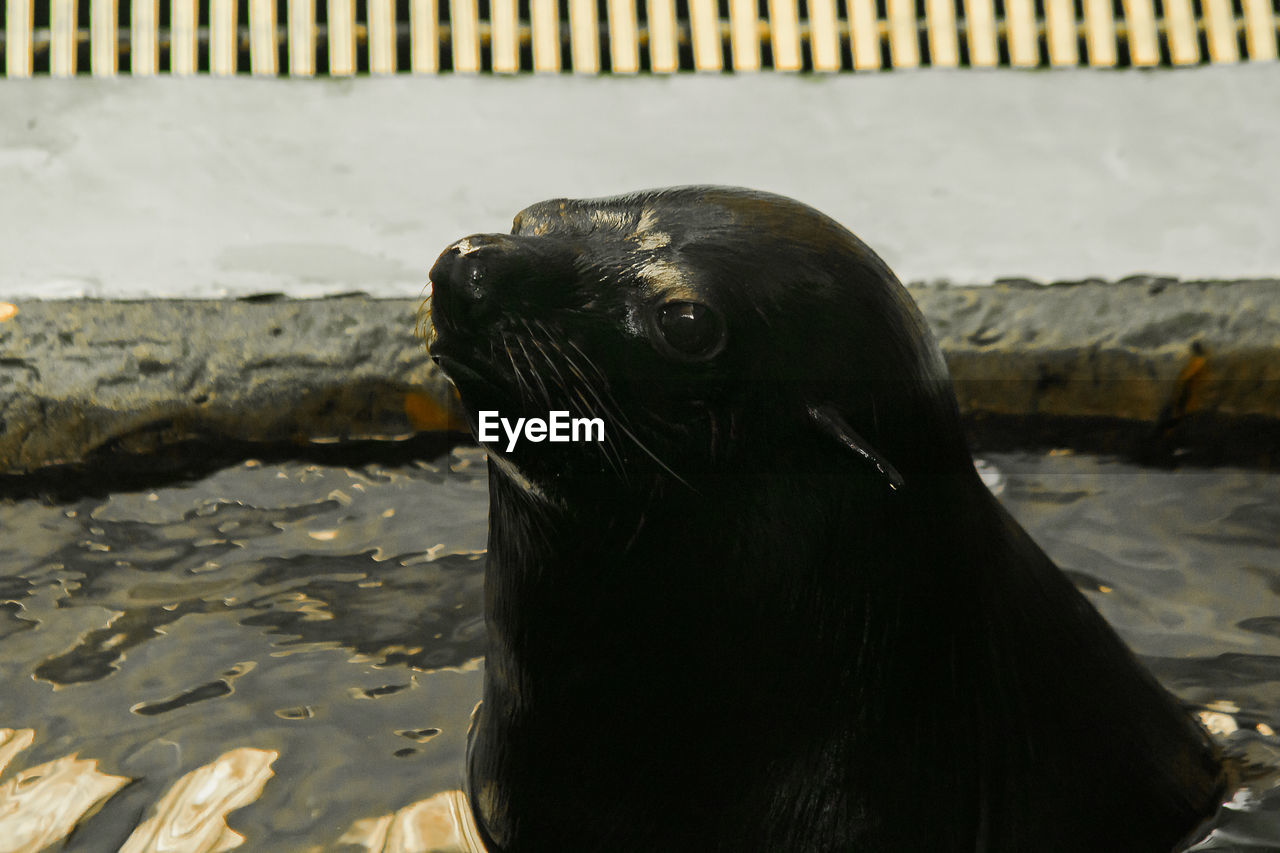 CLOSE-UP OF SEA LION ON SHORE AGAINST CALM WATER