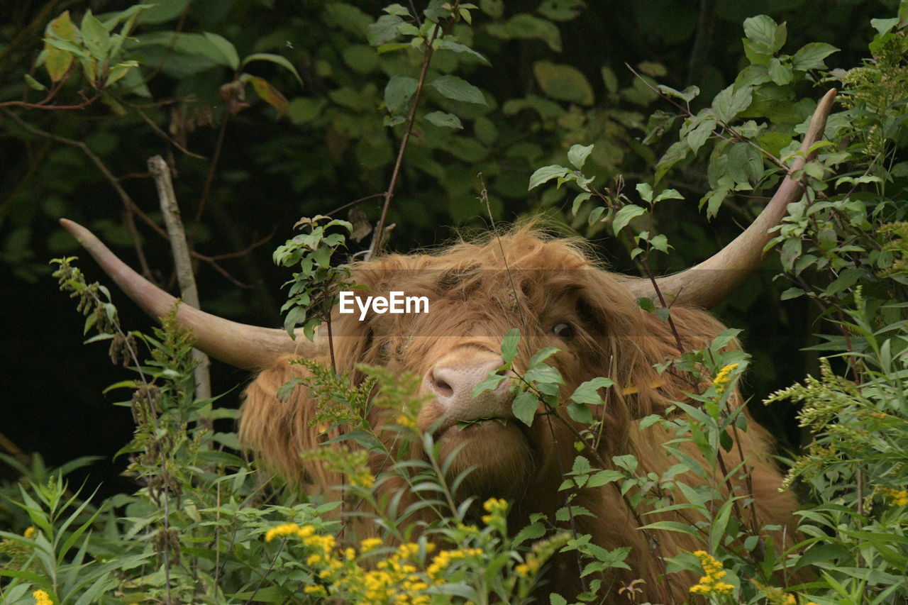 VIEW OF A LION RESTING ON A LAND