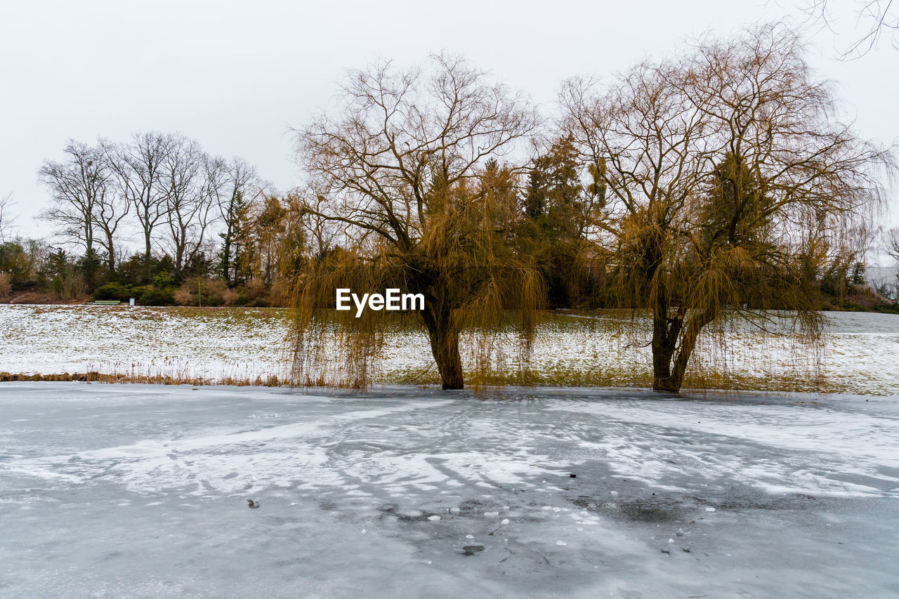 TREES ON SNOW COVERED LANDSCAPE