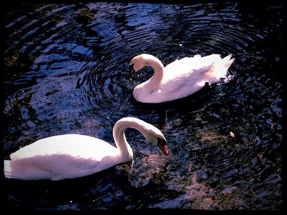 TWO SWANS SWIMMING IN LAKE