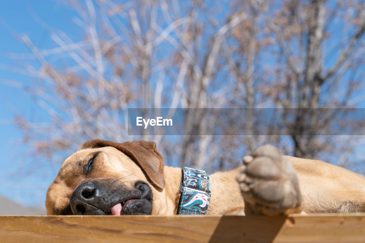 Low-angle view of rhodesian ridgeback dog sleeping