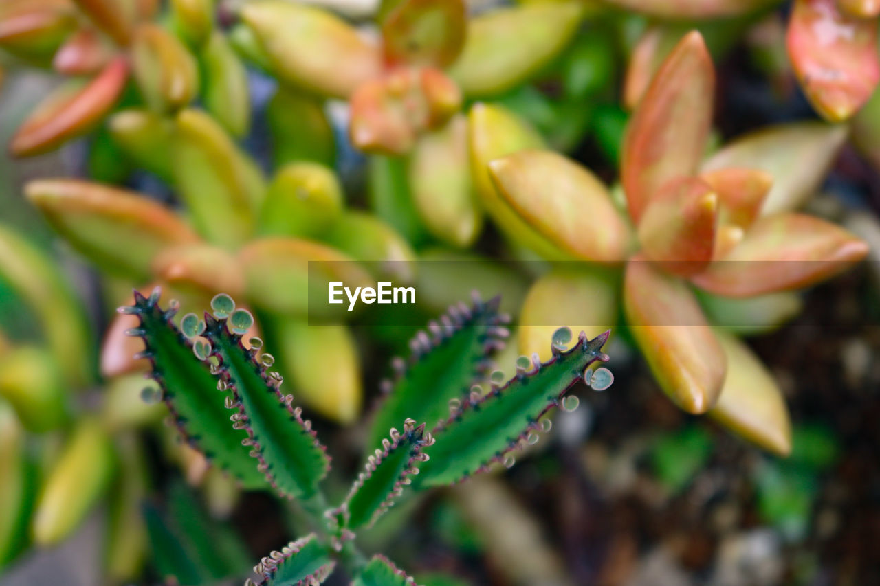 Close-up of succulent plant