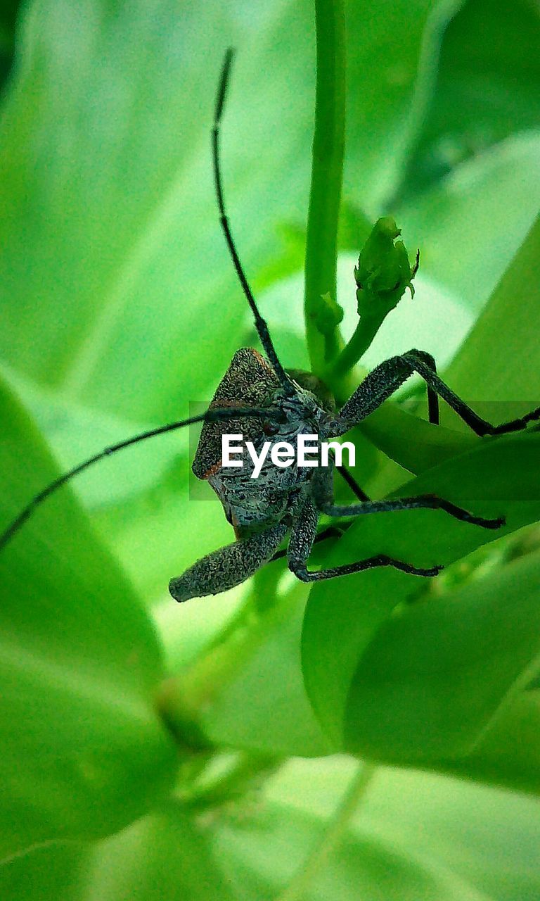 Detail shot of insect on leaves