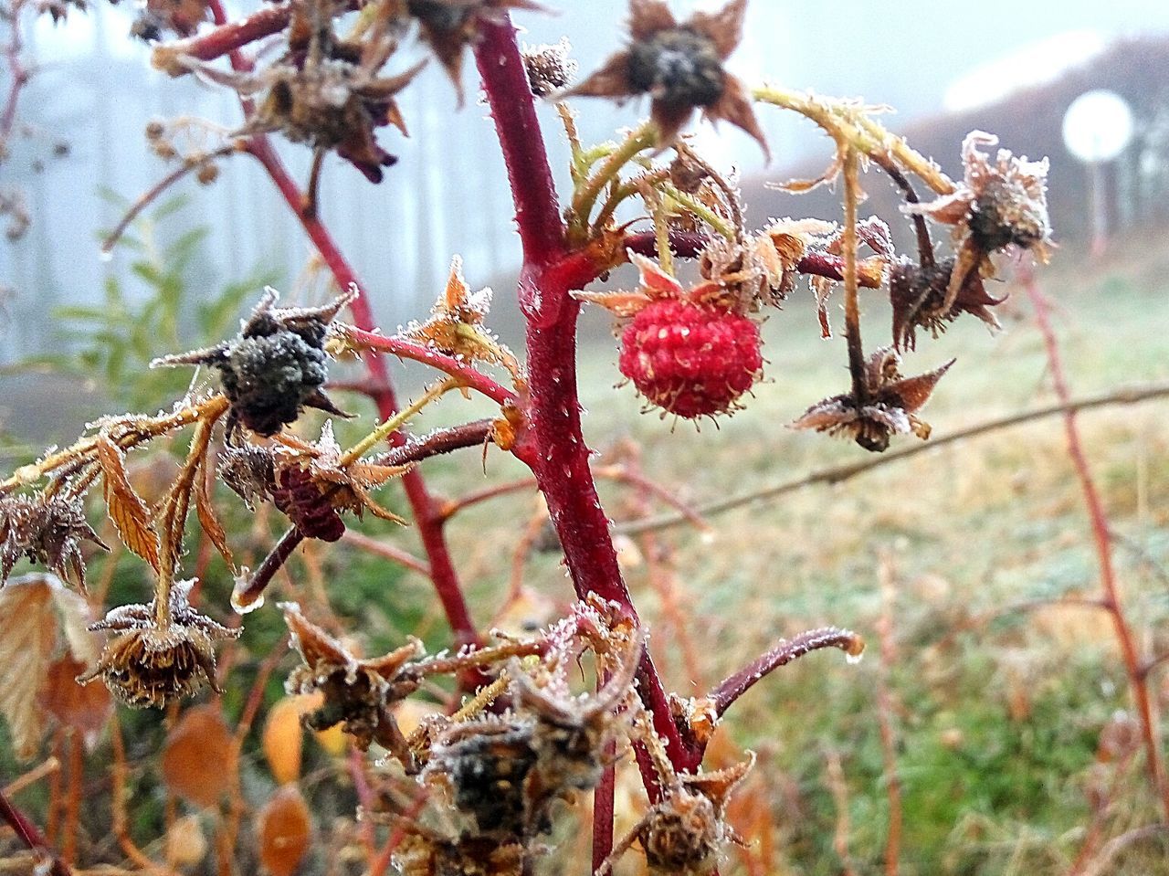 CLOSE-UP OF PLANT AGAINST SKY