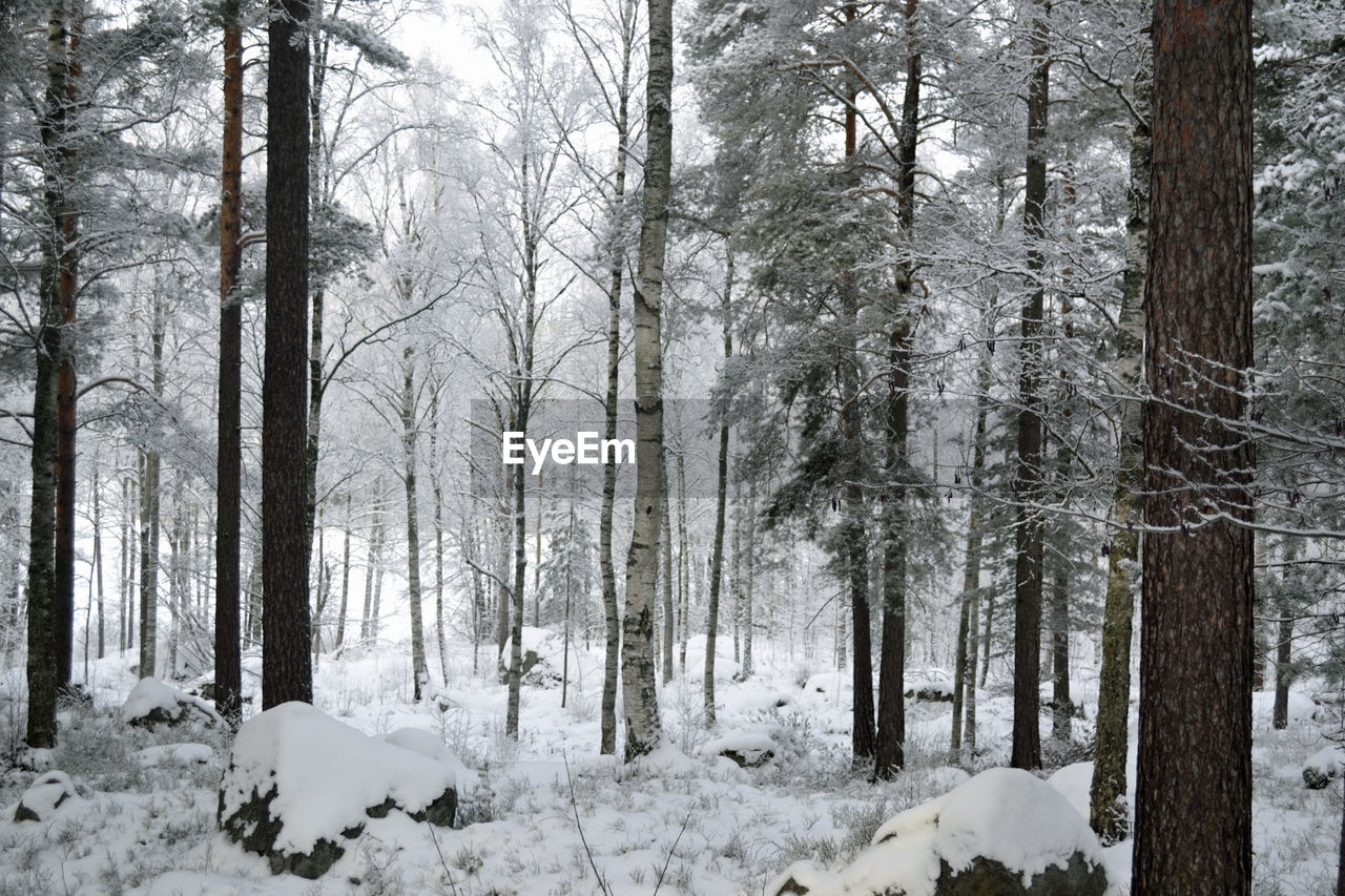 TREES ON SNOW COVERED FOREST