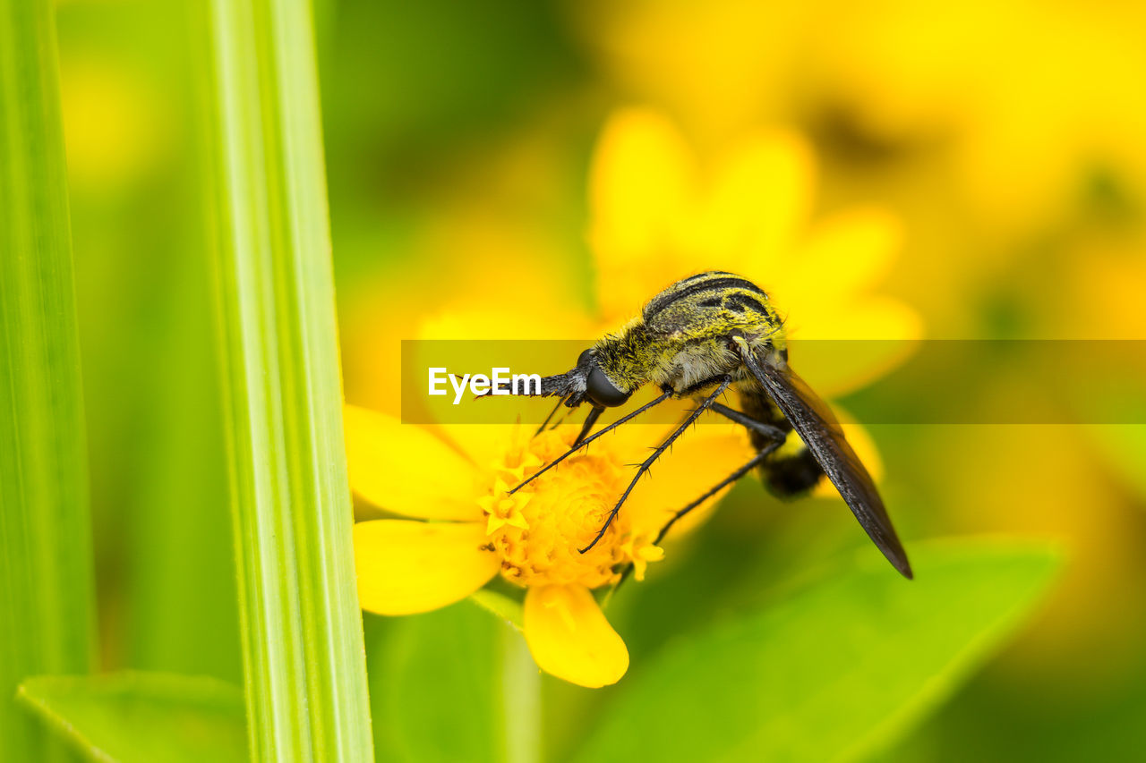 CLOSE-UP OF INSECT ON FLOWER