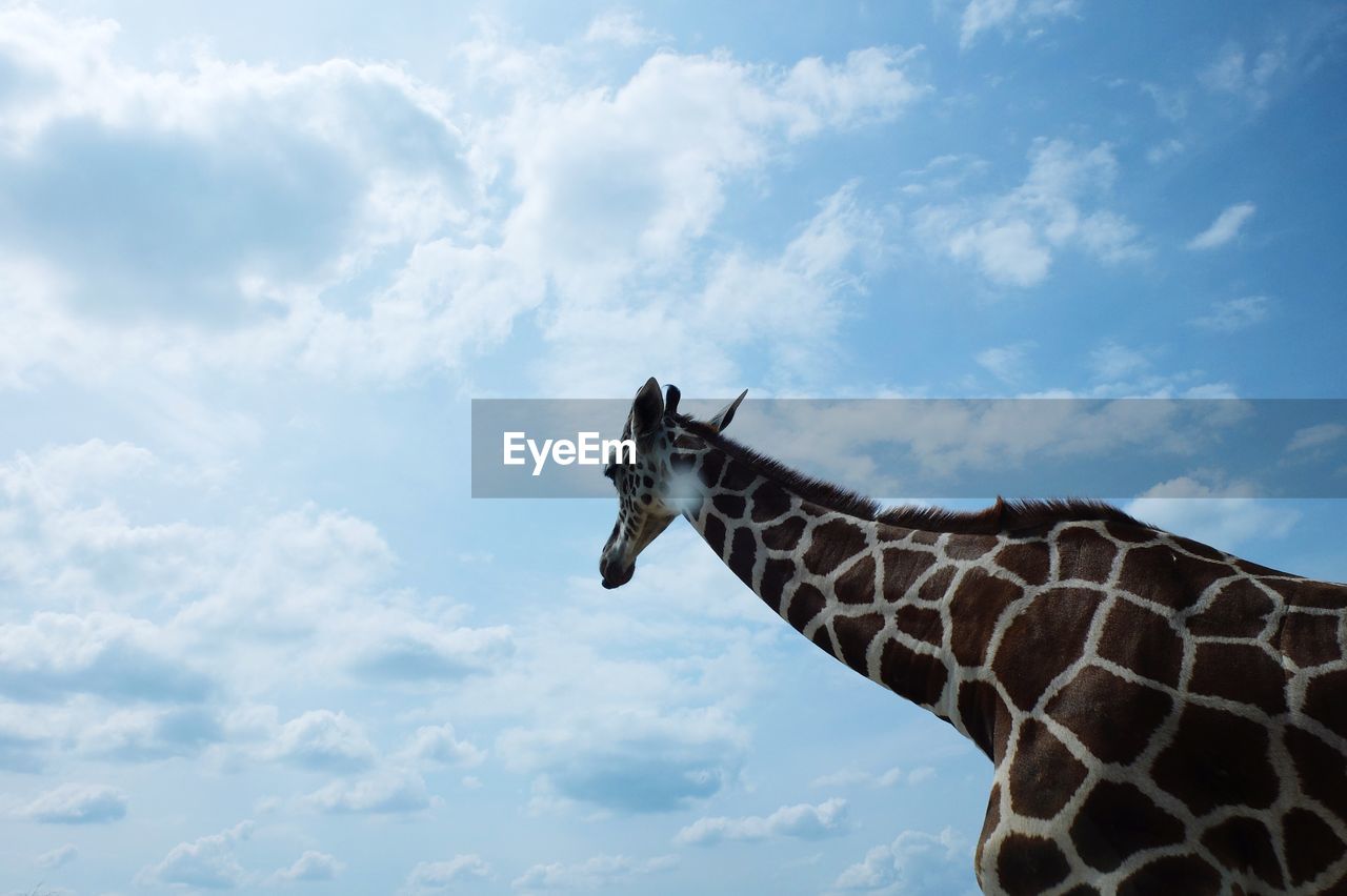 Low angle view of giraffe against sky