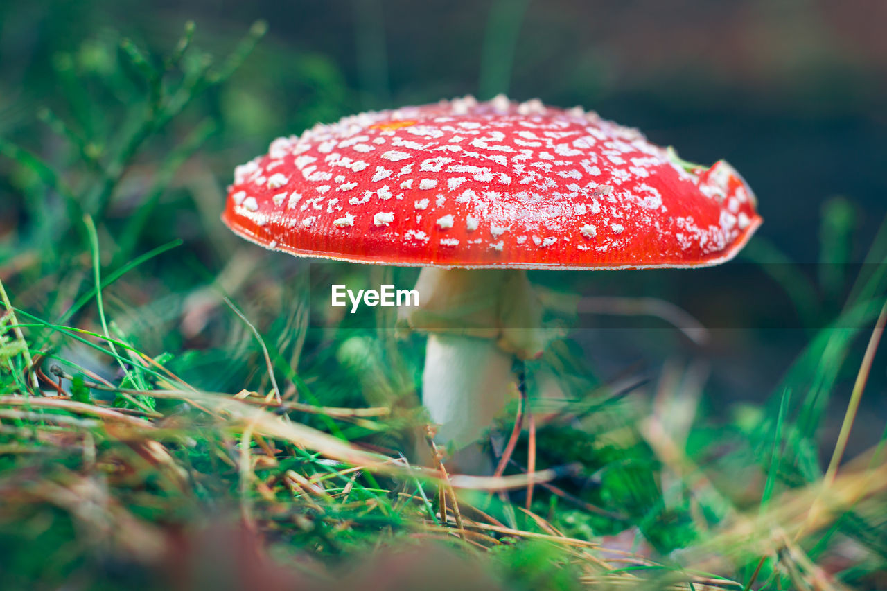fungus, mushroom, nature, vegetable, plant, food, growth, macro photography, fly agaric mushroom, land, red, close-up, forest, agaric, toadstool, poisonous, autumn, beauty in nature, green, grass, flower, selective focus, no people, tree, outdoors, food and drink, spotted, surface level, leaf, day, edible mushroom, freshness, fragility
