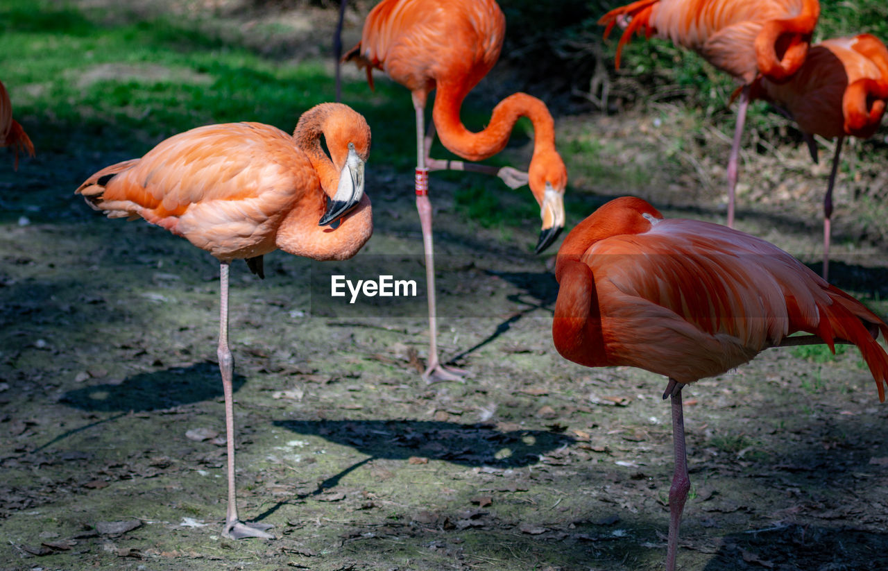 VIEW OF FLAMINGOS ON FIELD