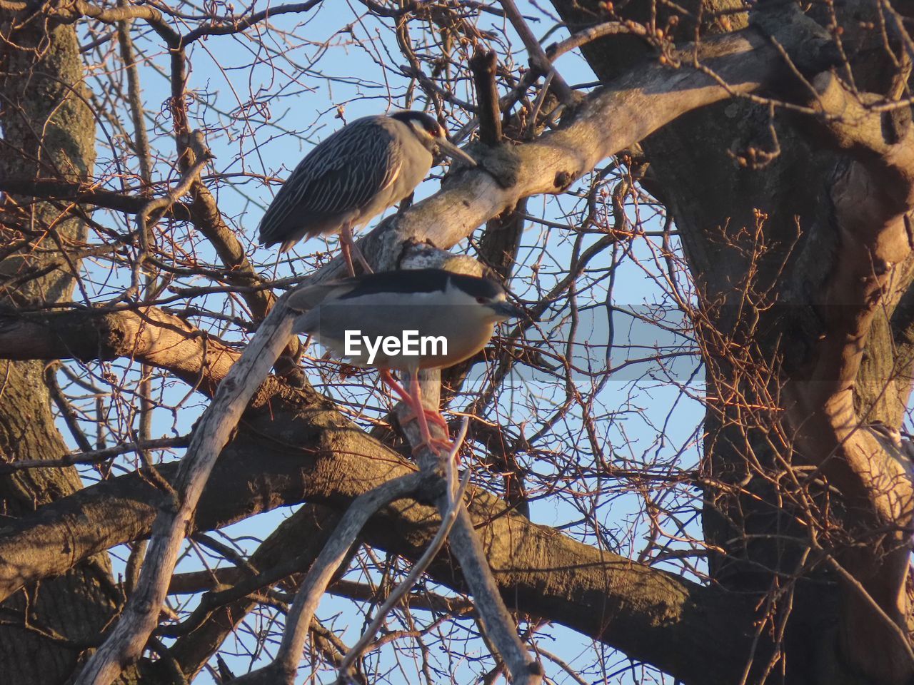 BIRD PERCHING ON BRANCH