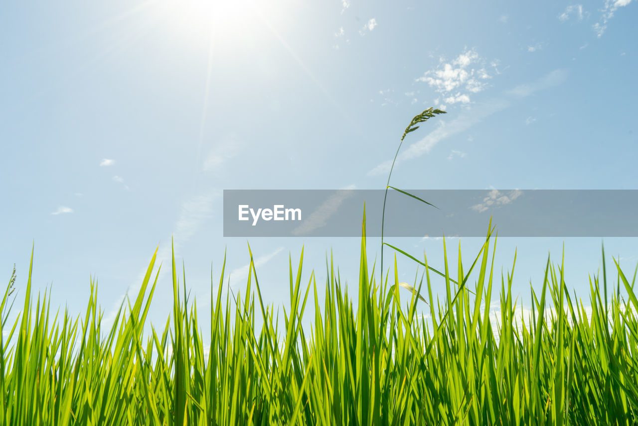 PANORAMIC SHOT OF GRASS ON FIELD AGAINST SKY