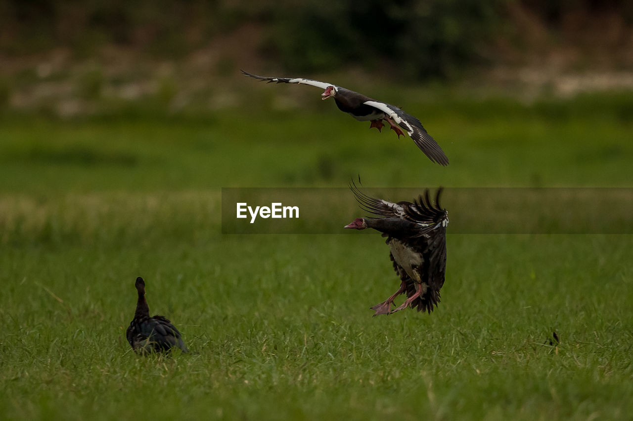 BIRD FLYING OVER A LAND