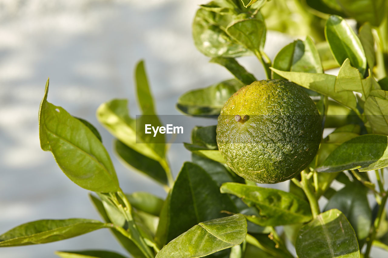 close-up of fruit