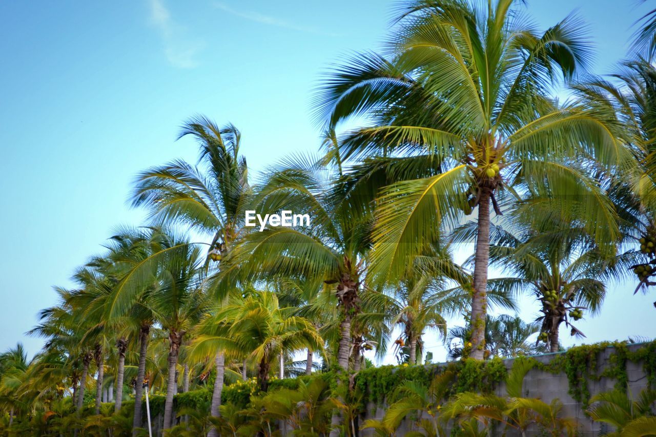 LOW ANGLE VIEW OF PALM TREES AGAINST SKY