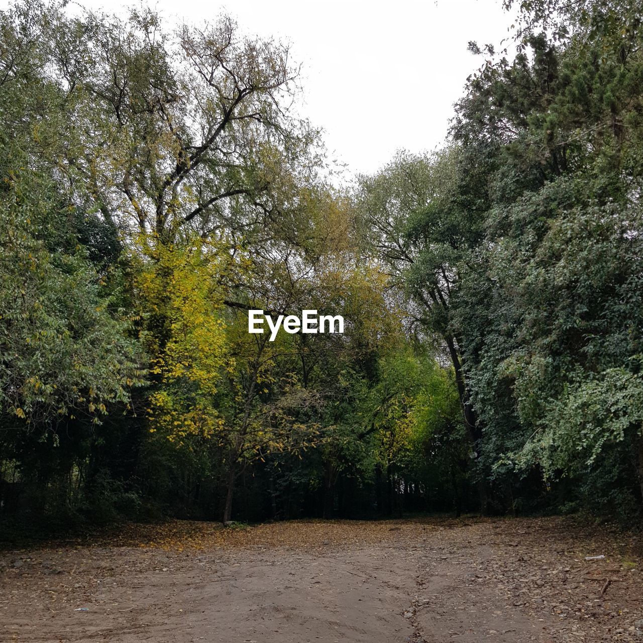 TREES GROWING IN FOREST