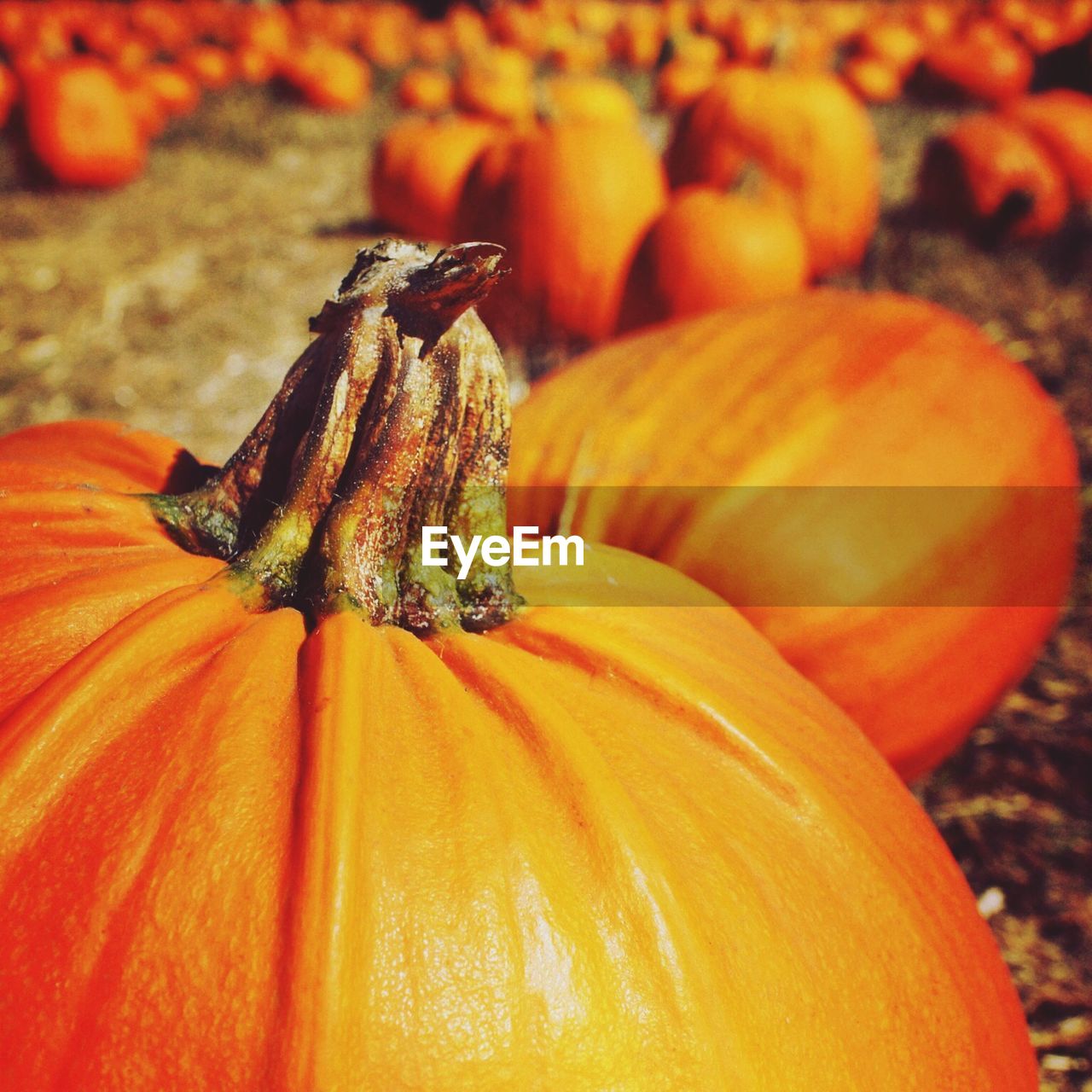 Close-up of pumpkins