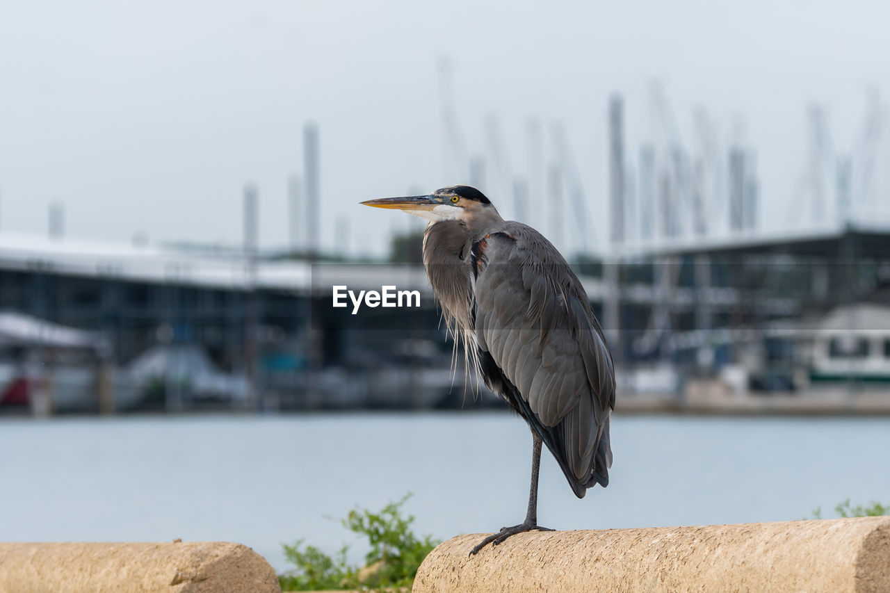 CLOSE-UP OF BIRD PERCHING ON A BUILDING