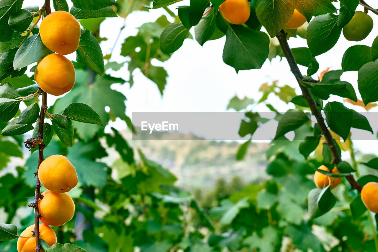 Branch with ripe apricots hanging on a tree in garden in summer day. harvesting of apricots.