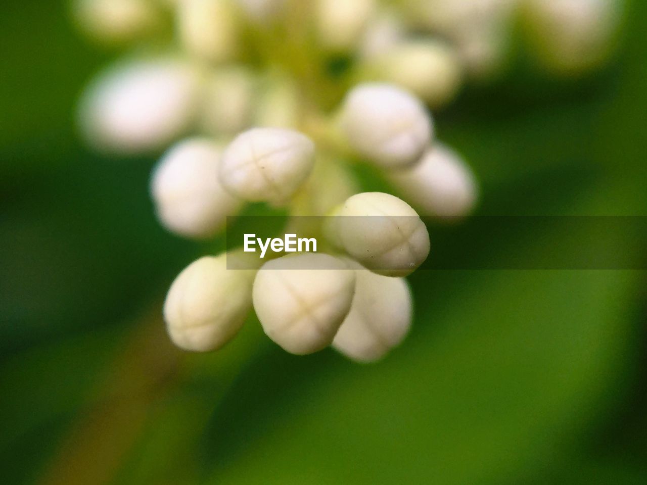 Close-up of white flower buds growing outdoors