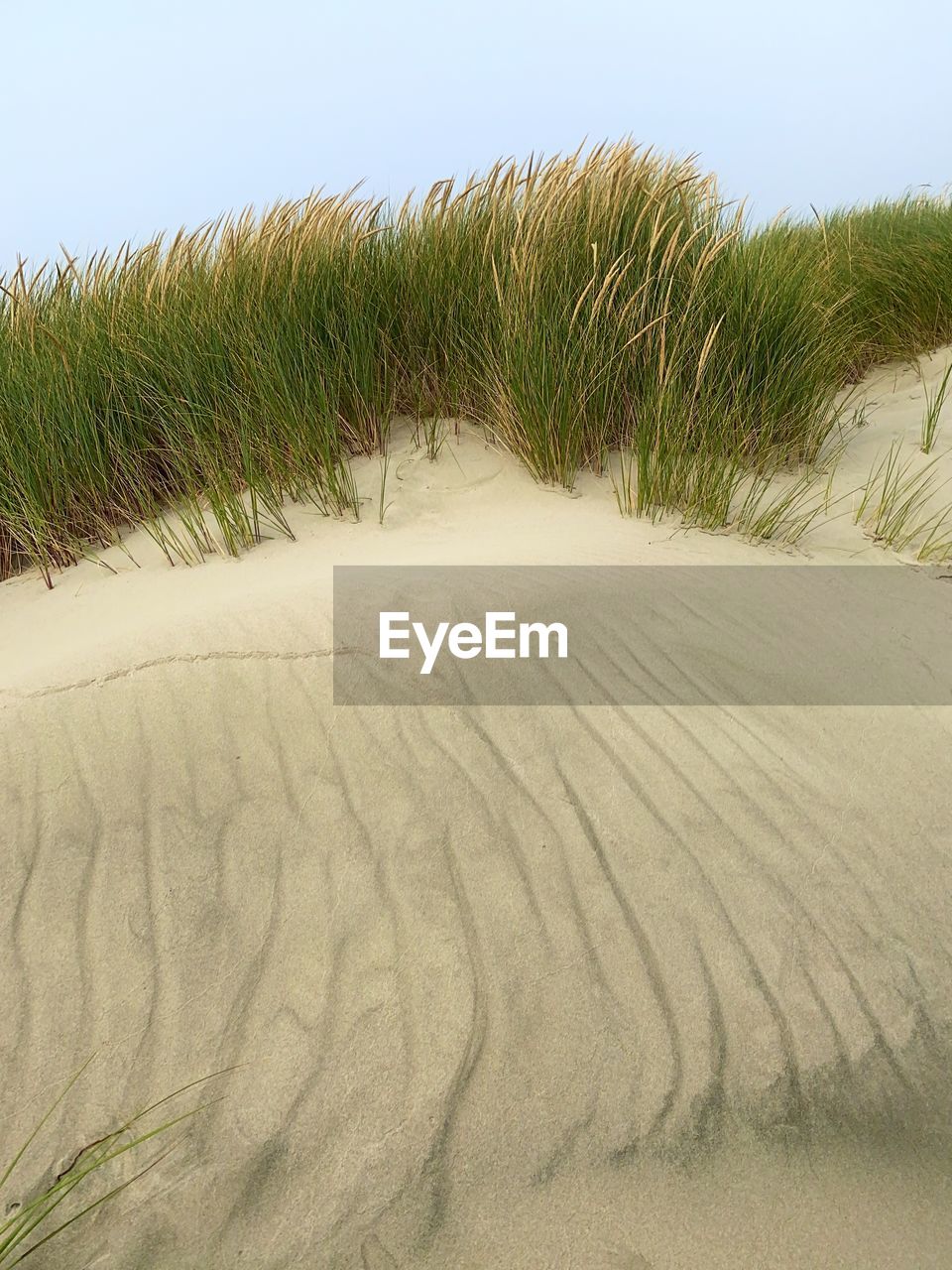 green, nature, plant, no people, close-up, leaf, beauty in nature, grass, growth, day, outdoors, plant stem, land, environment, tree, animal, sky, animal themes