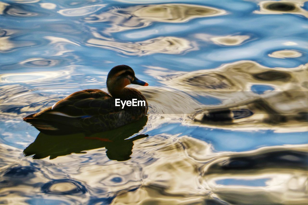 DUCKS SWIMMING ON LAKE