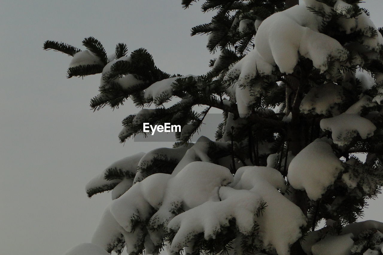 Close-up of frozen tree against clear sky at dusk