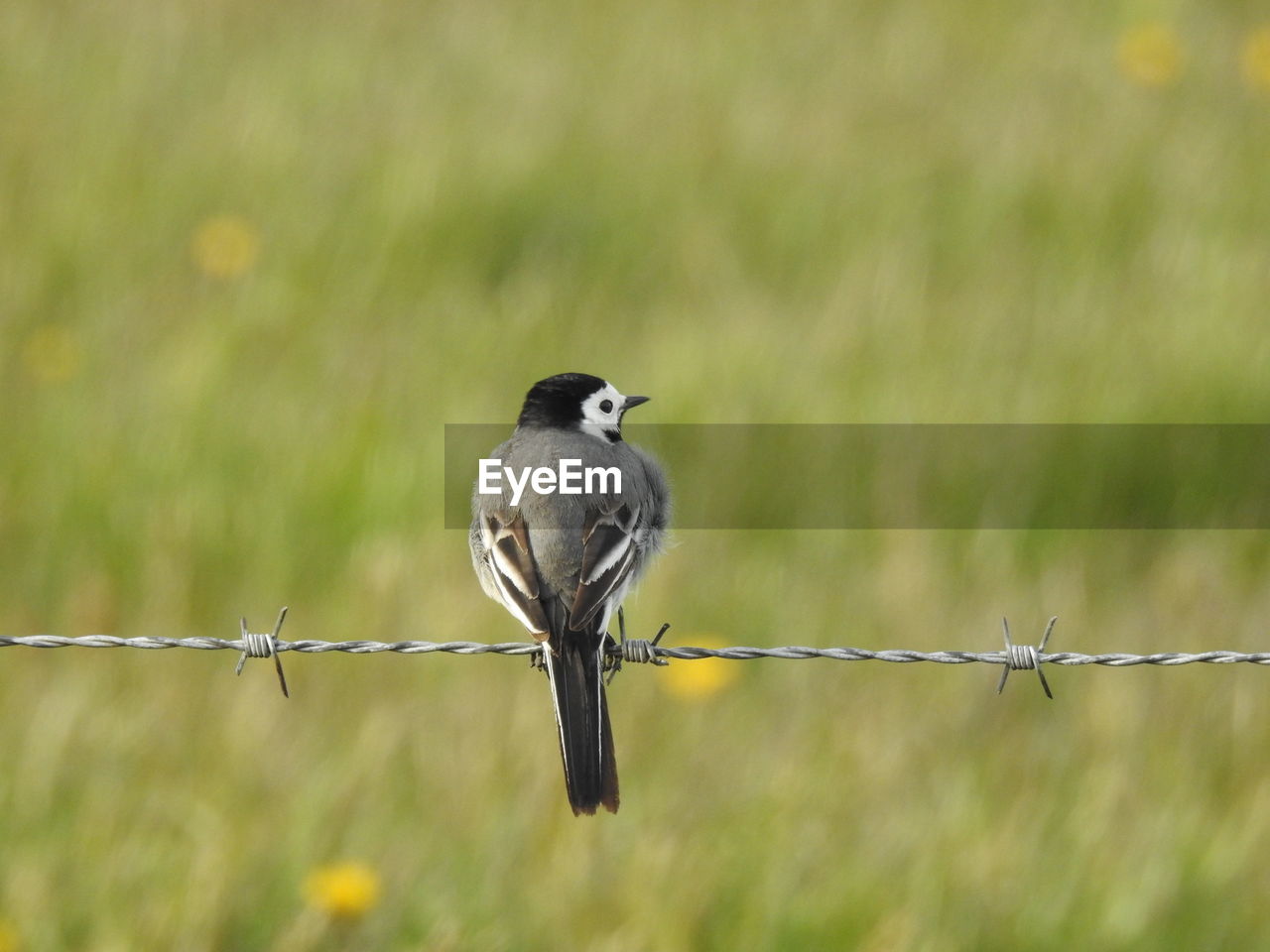 Bird perching on wire