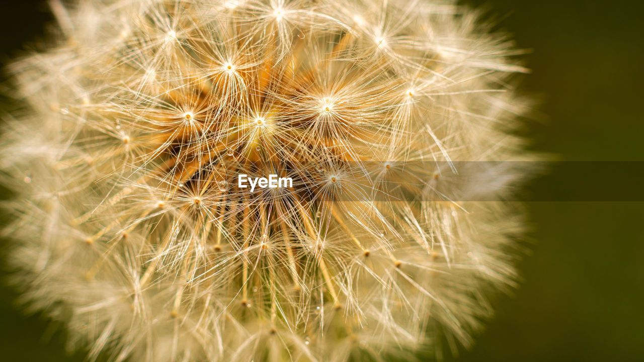 Close-up of dandelion on plant