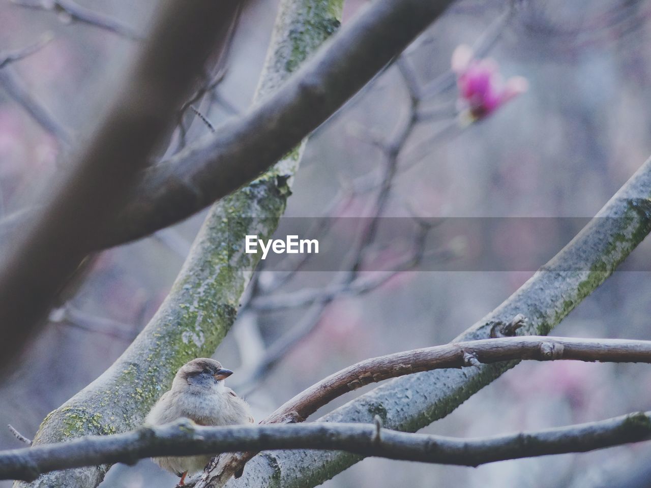 CLOSE-UP OF BIRD PERCHING ON TREE