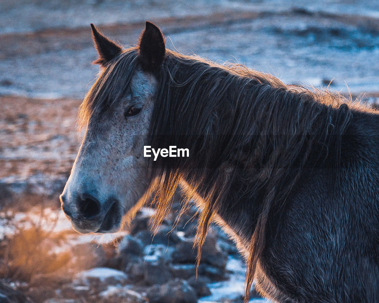 Horse standing on field during cold winter time