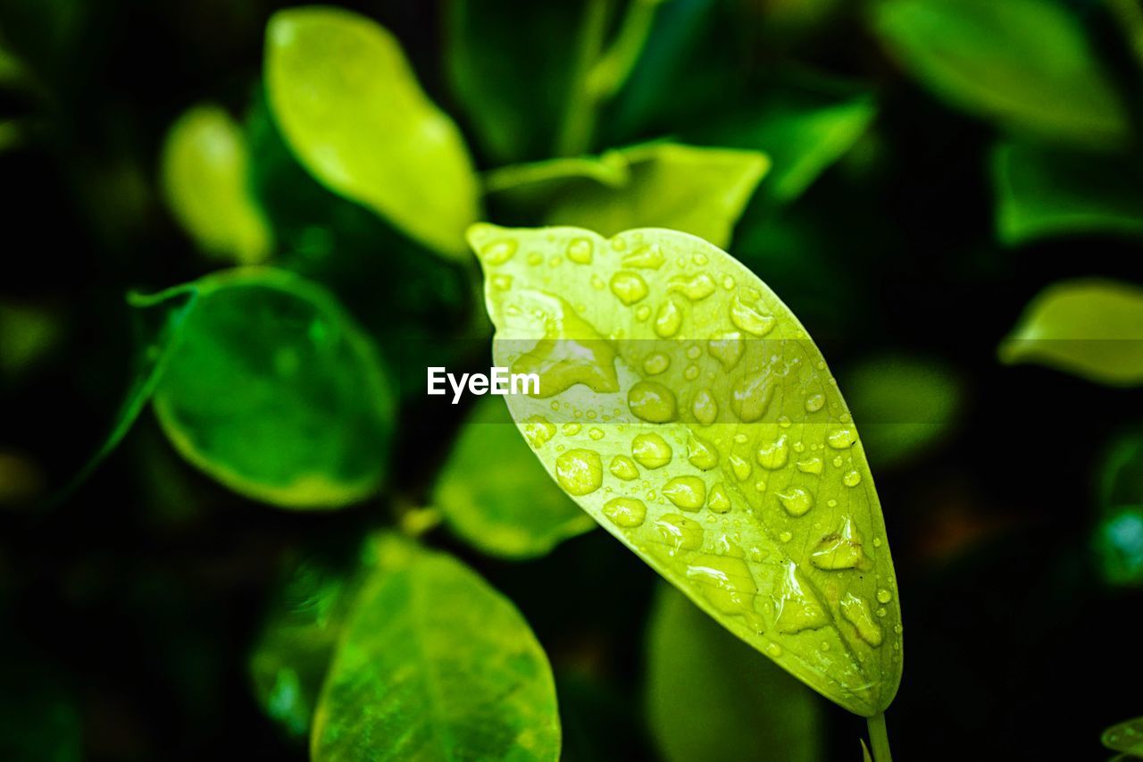 Close-up of water drops on leaf