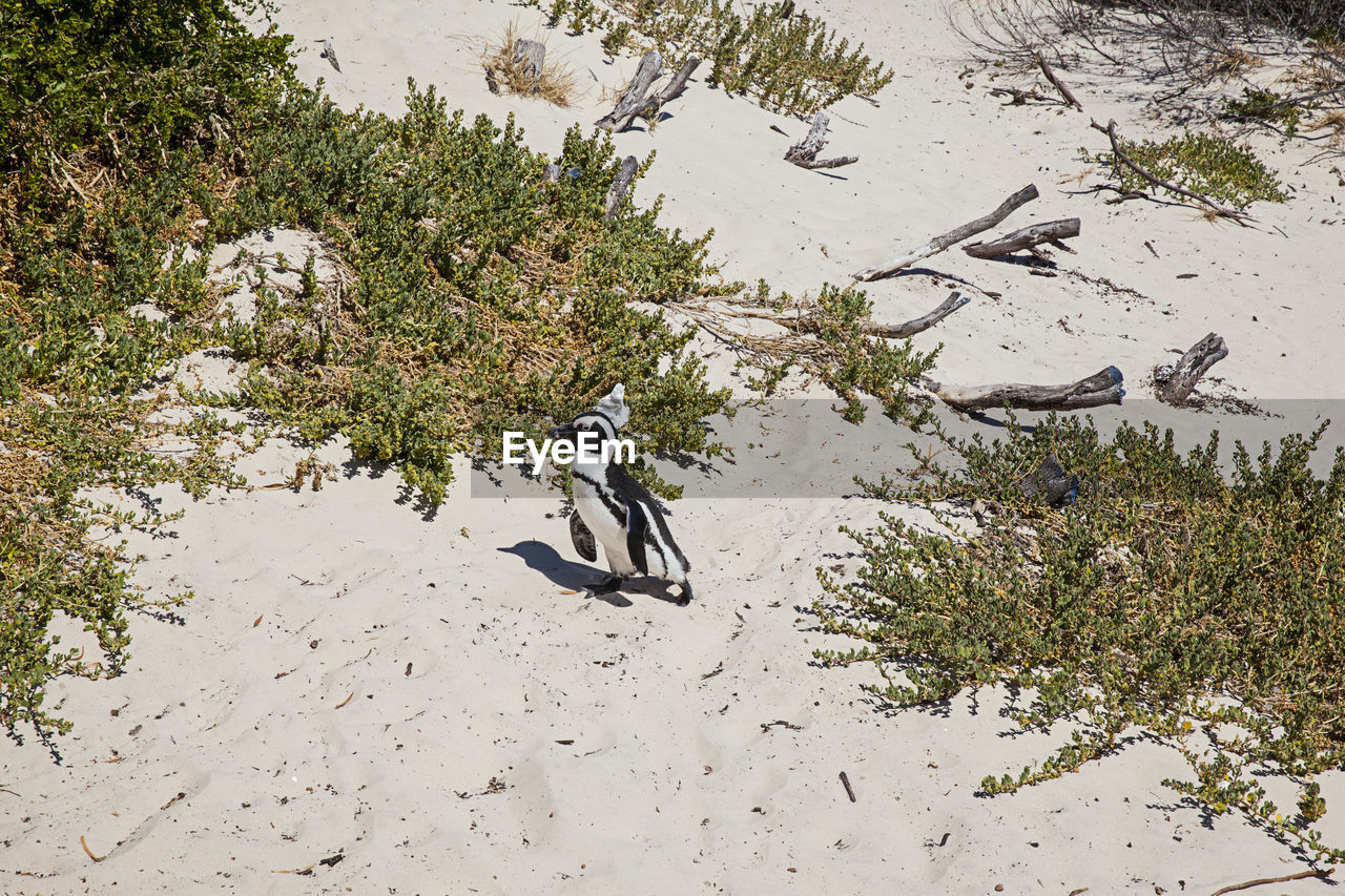 HIGH ANGLE VIEW OF BIRD ON LAND