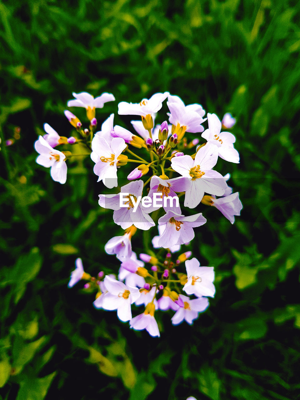 Close-up of flowers blooming outdoors