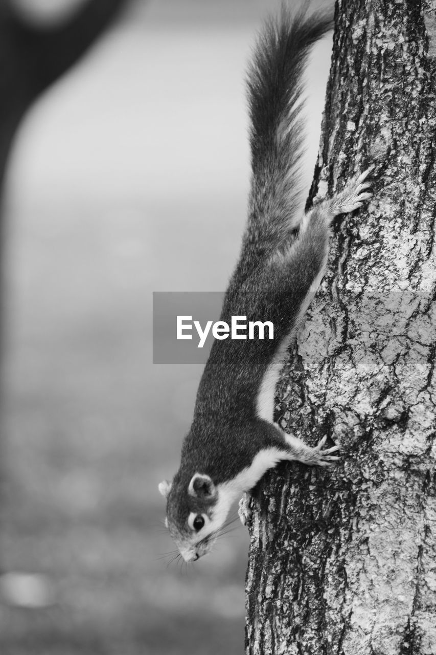 CLOSE-UP OF A SQUIRREL ON TREE TRUNK