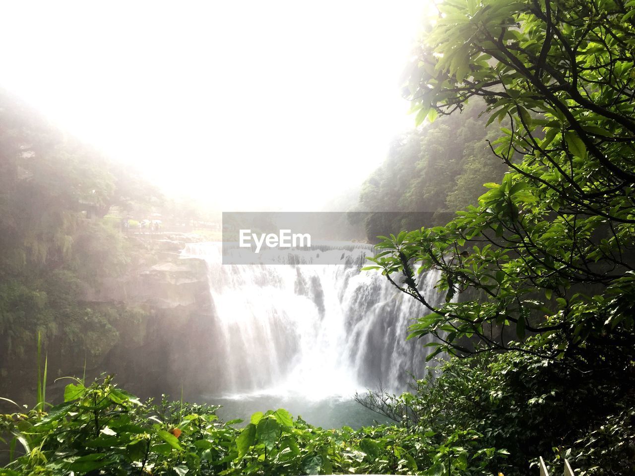 VIEW OF WATERFALL IN FOREST