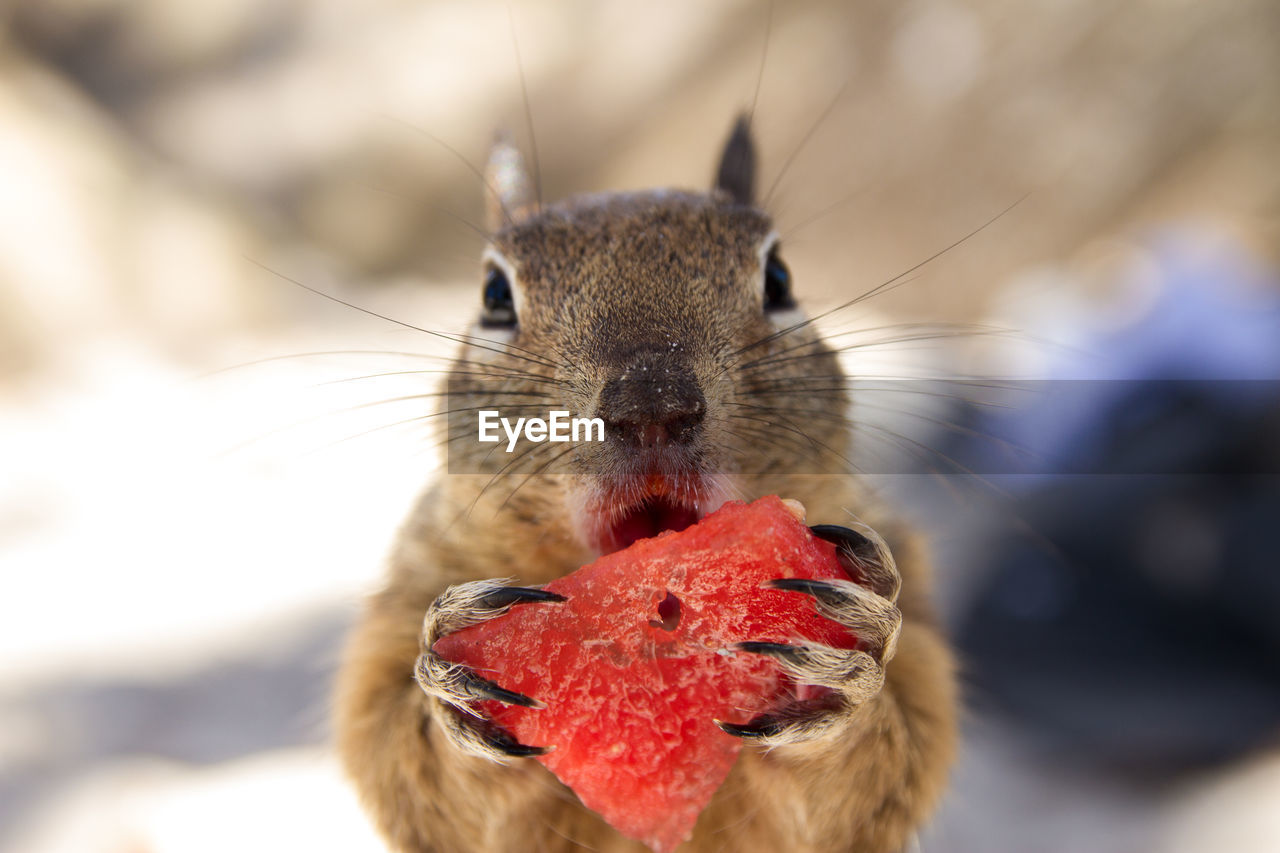 Close-up of squirrel eating food