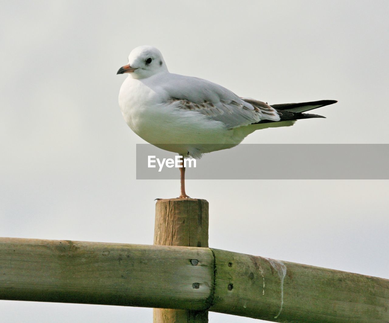 Seagull perching on wooden railing against clear sky