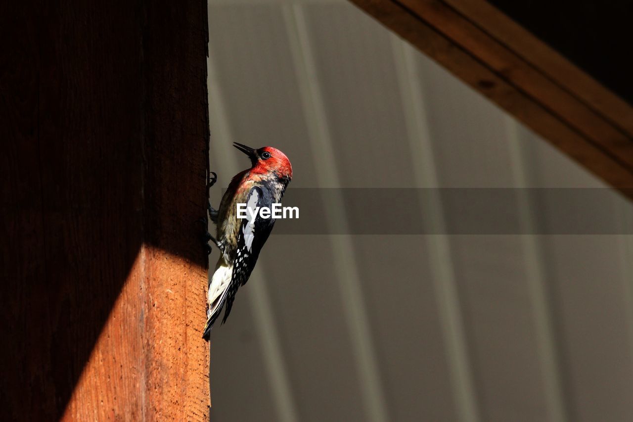 Low angle view of bird perching on wood