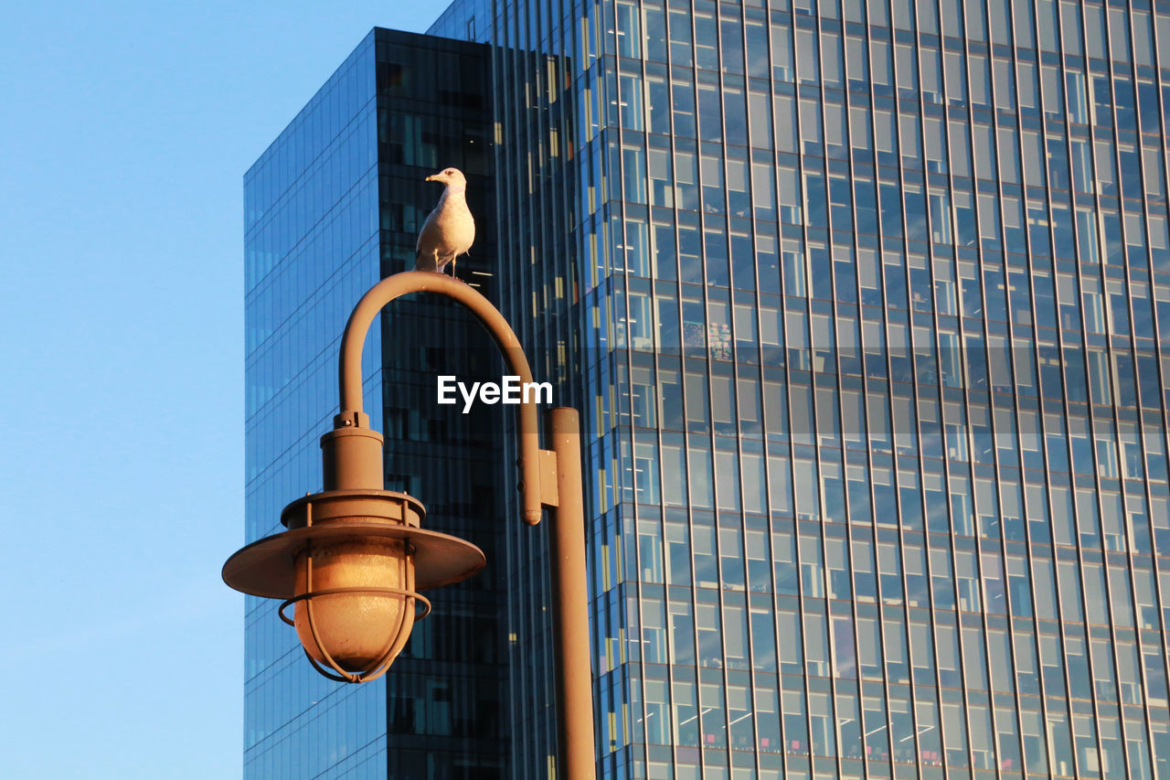 Seagull on a lamp post near patapsco river in baltimore.