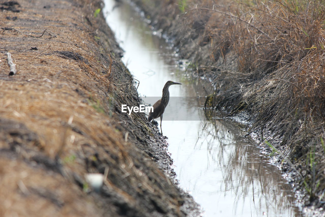 VIEW OF BIRDS IN WATER