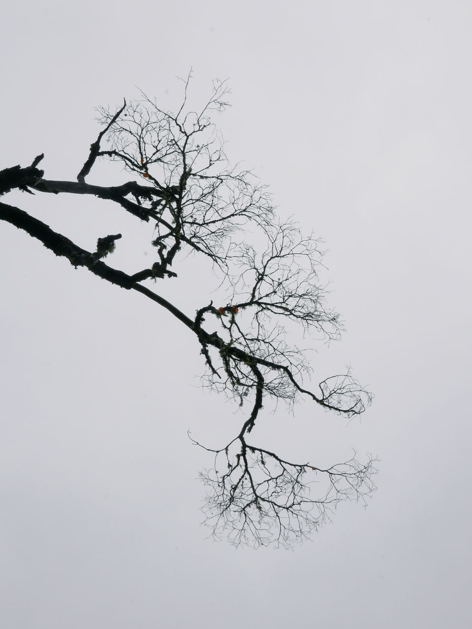 LOW ANGLE VIEW OF SILHOUETTE TREE AGAINST CLEAR SKY