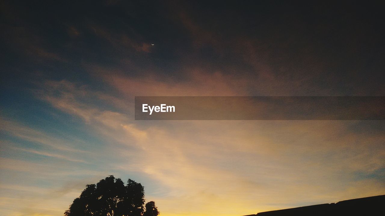 LOW ANGLE VIEW OF TREE AGAINST SKY