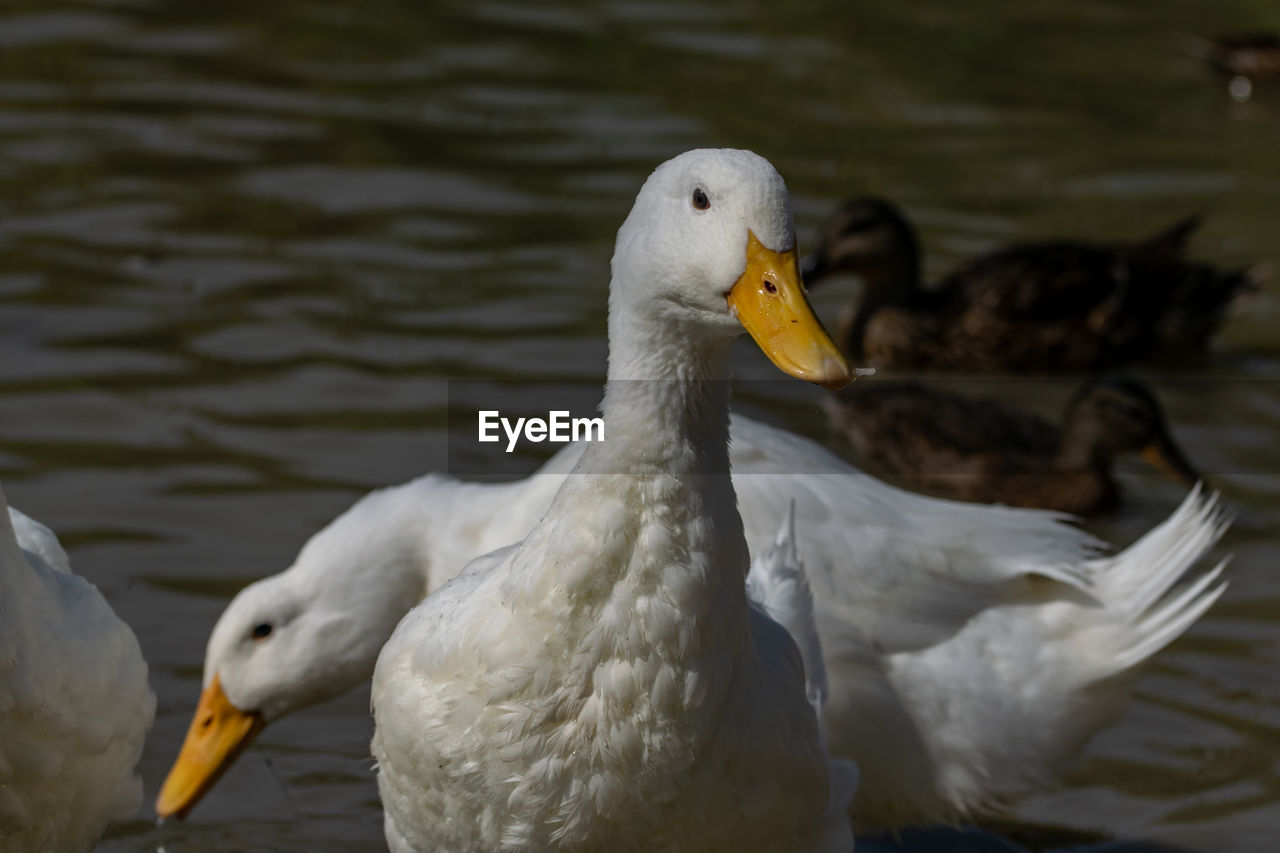 bird, animal themes, animal, animal wildlife, wildlife, water, beak, ducks, geese and swans, lake, duck, nature, group of animals, water bird, no people, white, animal body part, day, two animals, goose, outdoors, focus on foreground, beauty in nature, close-up, wing, feather, poultry, swan